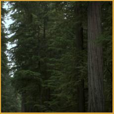 Redwood Highway #4 Redwood Highway #4