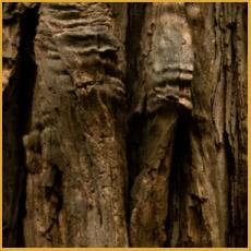 Bark  #30